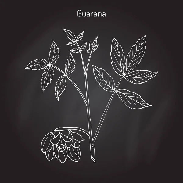 Cabang Guarana dengan buah dan daun - Stok Vektor