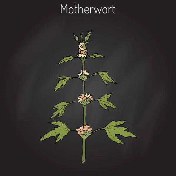 Motherwort or Leonurus cardiaca — 图库矢量图片