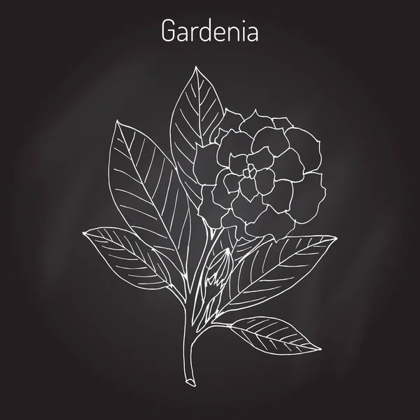 Gardenia jasminoides, gardenia — Stock Vector
