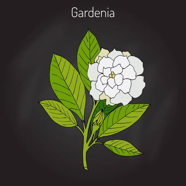 Gardenia jasminoides, gardénia — Image vectorielle