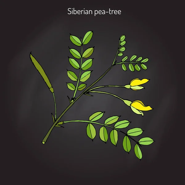 Gambero siberiano caragana arborescens — Vettoriale Stock
