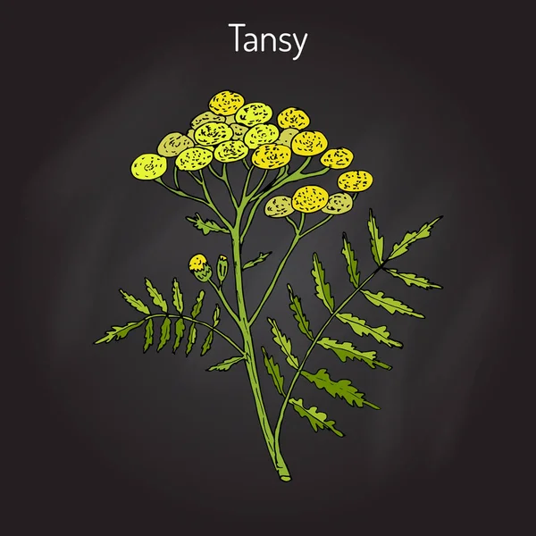 Tansy Tanacetum vulgare, ou tanaisie commune — Image vectorielle