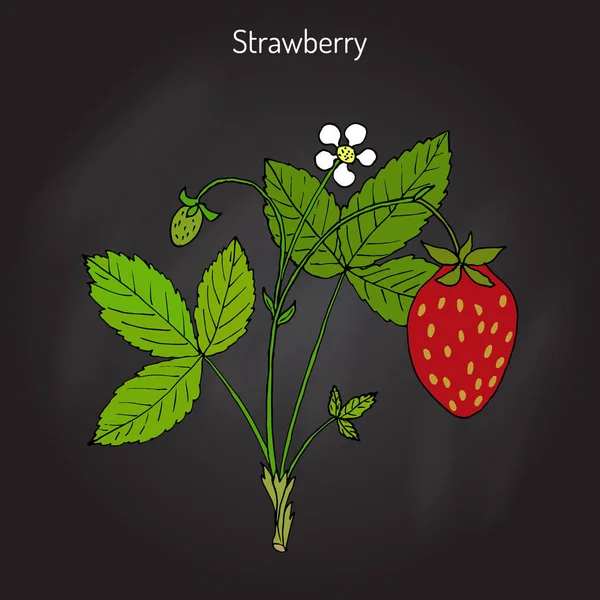 Garden strawberry Fragaria ananassa - Stok Vektor