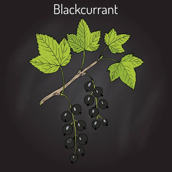 Grosella negra Ribes nigrum — Vector de stock