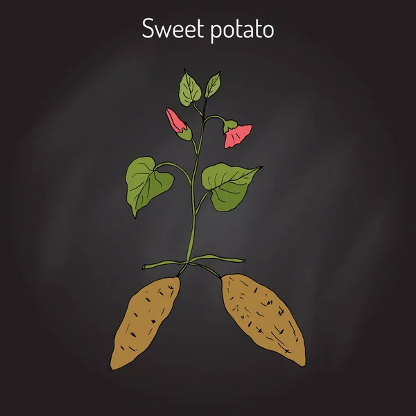 Sötpotatis ipomoea batatas — Stock vektor