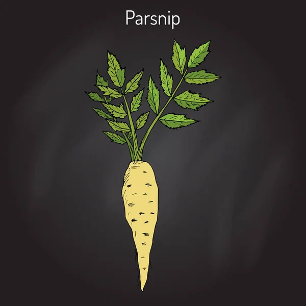 Parsnip, raiz vegetal — Vetor de Stock