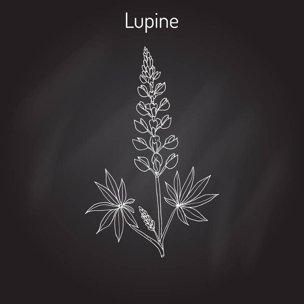 Lupine Lupinus perennis