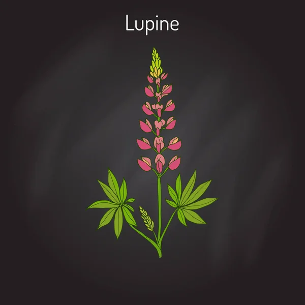 Lupino Lupinus permbH — Vettoriale Stock