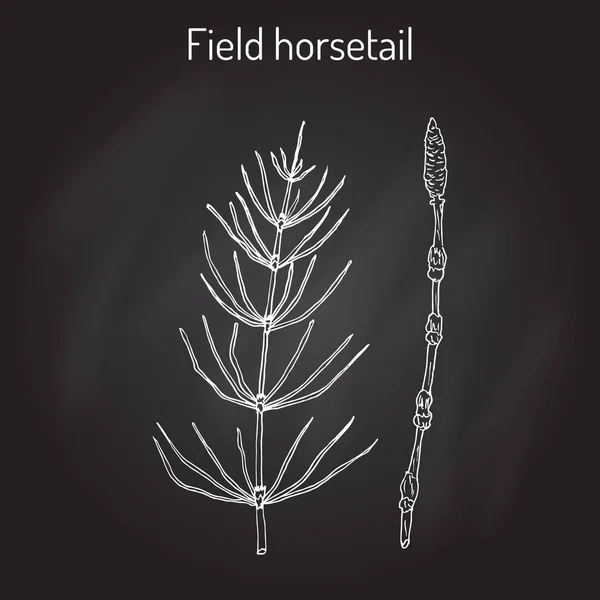 Field Horsetail or Equisetum arvense — Stock Illustration Field Horsetail or Equisetum arvense Vector Graphics