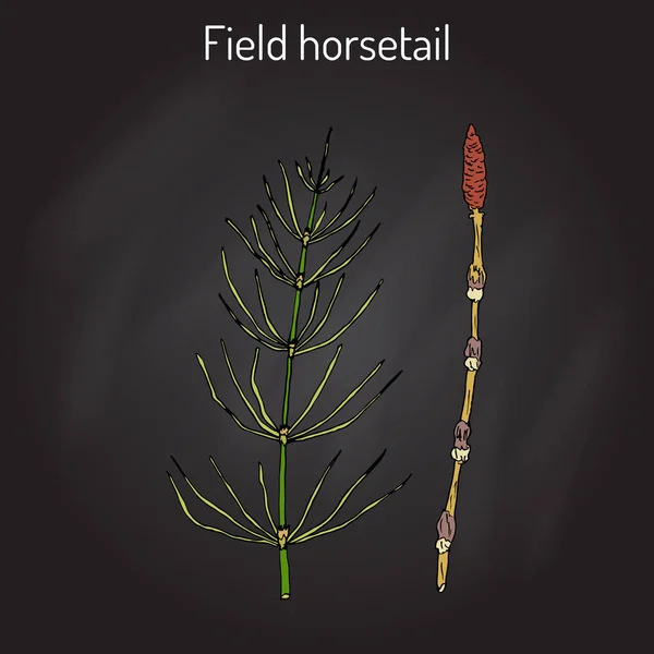 Field Horsetail or Equisetum arvense — Stock Illustration Field Horsetail or Equisetum arvense Royalty Free Stock Illustrations