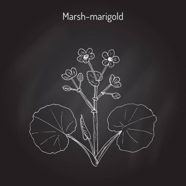 Marsh kadife çiçeği veya Kingcup Caltha palustris