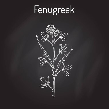 Çemen trigonella foenum-graecum, şifalı bitki