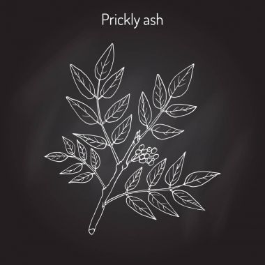 Dikenli kül Zanthoxylum americanum ,