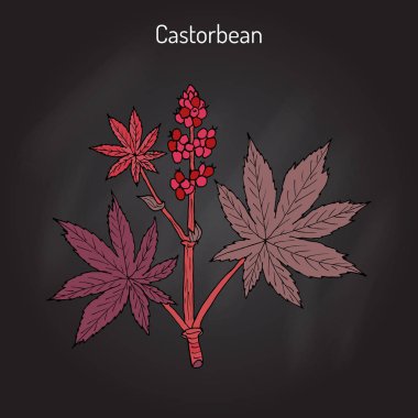 Castorbean, or Castor-oil-plant Ricinus communis , medicinal plant clipart