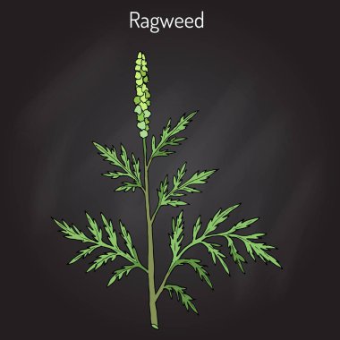 Ortak ragweed Ambrosia artemisiifolia