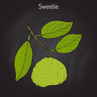 Tatlım narenciye oroblanco meyve