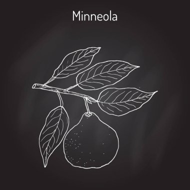 Mineola citrus tangelo fruit clipart