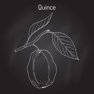 Ayva Cydonia oblonga meyve ağacı dalı