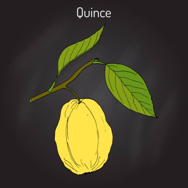 Ayva Cydonia oblonga meyve ağacı dalı