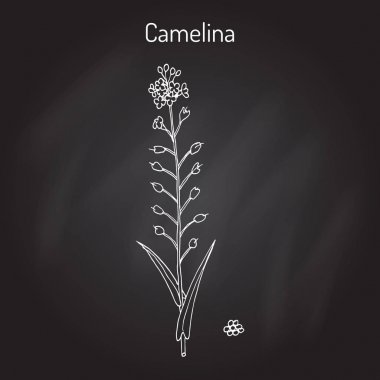 Camelina sativa veya gold-of-pleasure veya yanlış keten yağı bitki