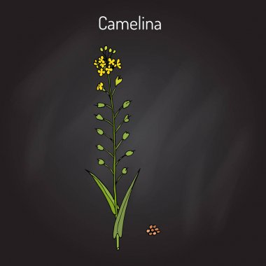 Camelina sativa veya gold-of-pleasure veya yanlış keten yağı bitki