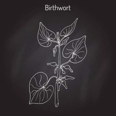 Birthwort Aristolochia clematitis, şifalı bitki