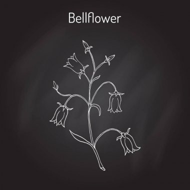 Şeftali yapraklı bellflower çan çiçeği persicifolia, çiçekli bitki