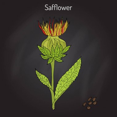 Aspir Carthamus tinctorius, petrol tesisi