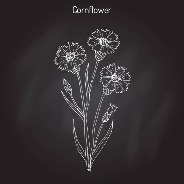 Peygamber Çiçeği Centaurea cyanus, tıbbi ve bal bitki