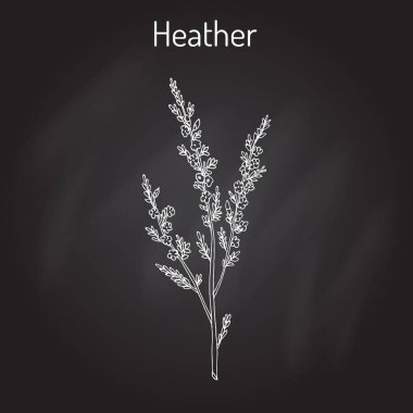Heather calluna vulgaris dal yaprak ve çiçek - tıbbi ve bal bitki