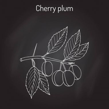 Kiraz eriği Prunus cerasifera şube meyve ile