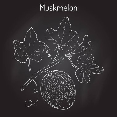 Kavun veya Cucumis melo