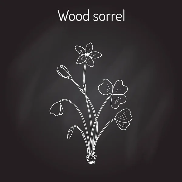 Acedera de madera, flor silvestre — Vector de stock