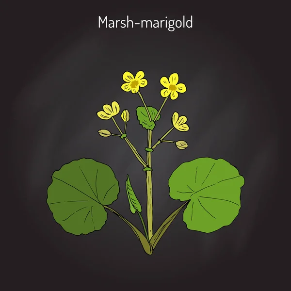 Marsh Marigold o Kingcup Caltha palustris — Vector de stock