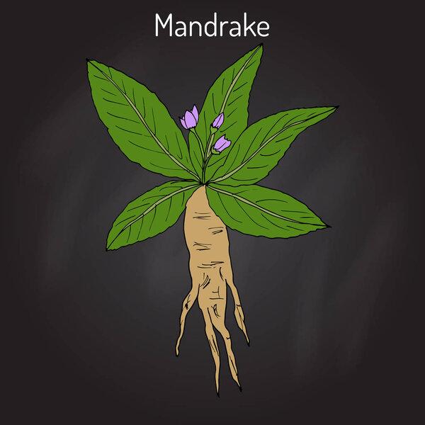 Корень мандрагоры или Mandragora officinarum
