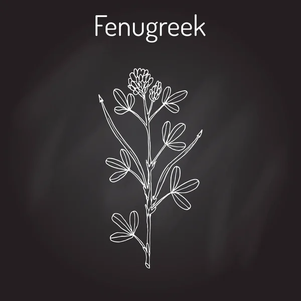 Kozieradka pospolita trigonella foenum-graecum, roślina lecznicza — Wektor stockowy