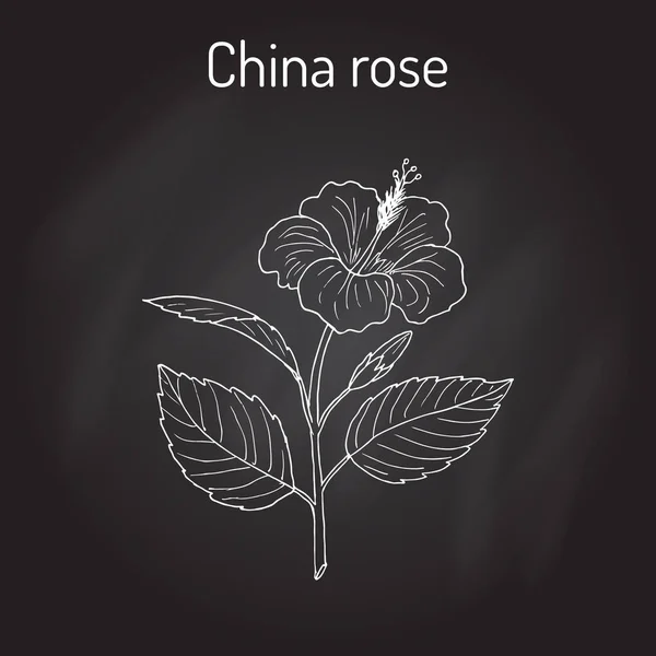 China rosa Hibiscus rosa-sinensis, o shoeblackplant - planta con flores — Vector de stock