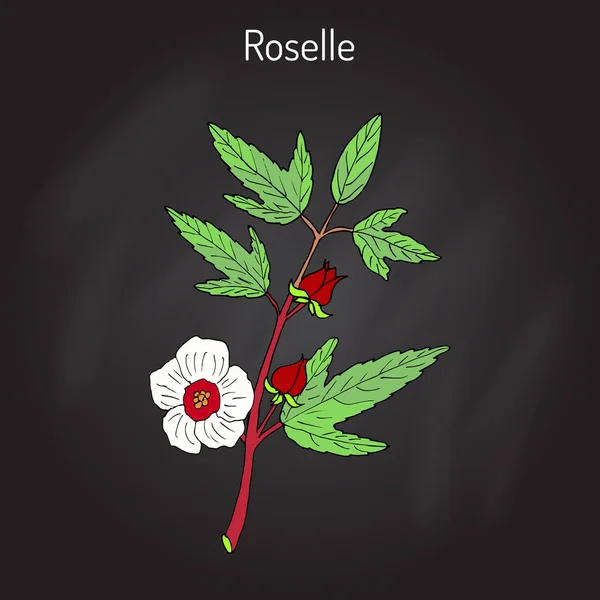 Roselle Hibiscus sabdariffa nebo carcade — Stockový vektor