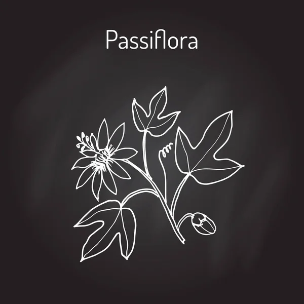 Passiflora, or passion flowers — Stock Vector