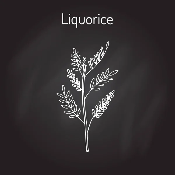 Liquorice Glycyrrhiza glabra, лекарственное растение — стоковый вектор