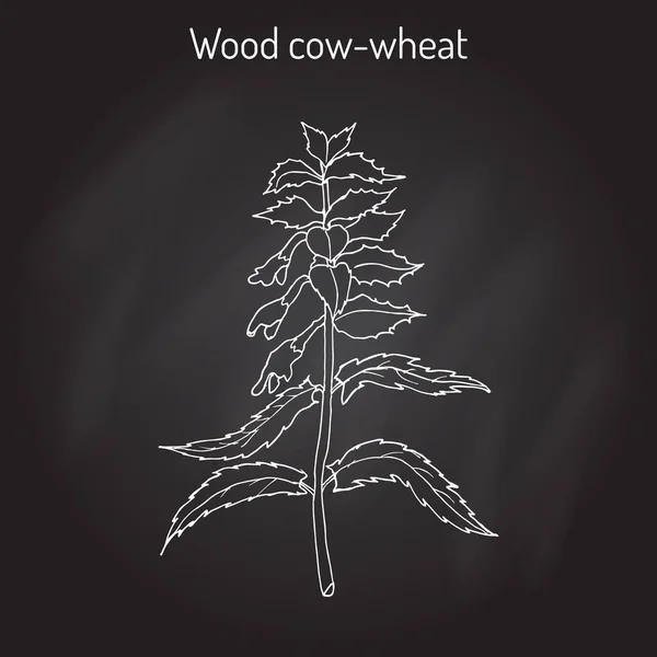 Holz Kuh-Weizen, Tag und Nacht Melampyrum nemorosum, Heilpflanze — Stockvektor