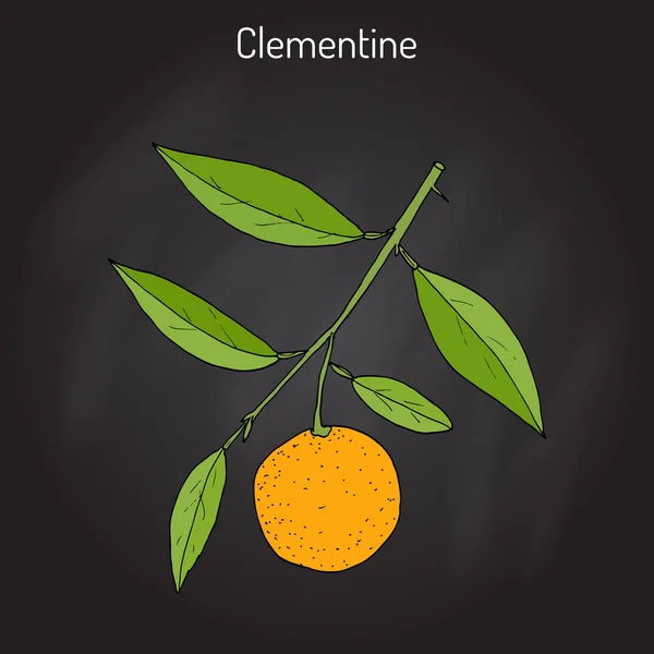Clementina Citrus clementina, citrinos — Vetor de Stock
