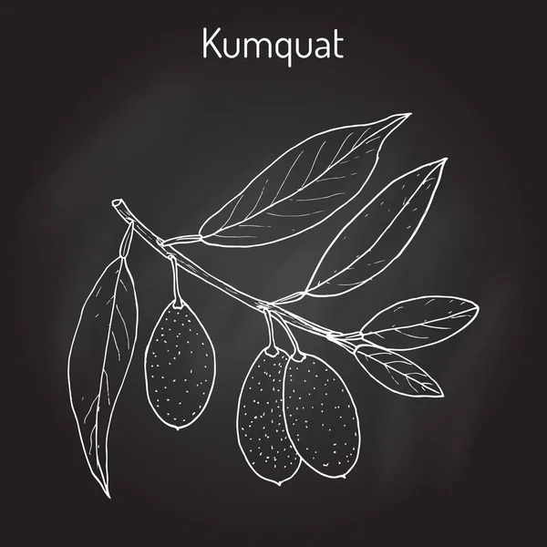 Kumquat citrus japonica branch — Stock Vector
