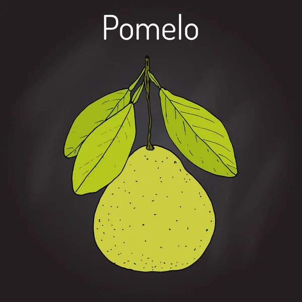 Pomelo Citrus maxima, nebo pamplemousse, jabong, bergamotka - citrusové plody — Stockový vektor