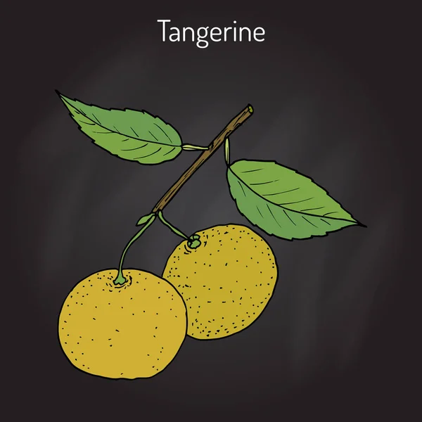 Fruta mandarina Cítricos mandarina, variedad mandarina — Vector de stock