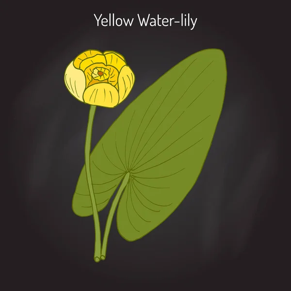 Sárga vízitök, vagy a pálinka-üveg Nuphar Lutea, vízi növény — Stock Vector
