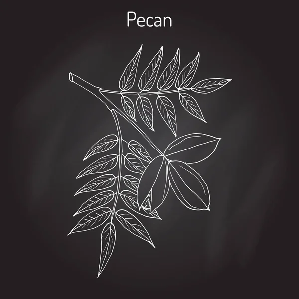 Pecan Carya illinoinensis frutos secos con hojas — Vector de stock