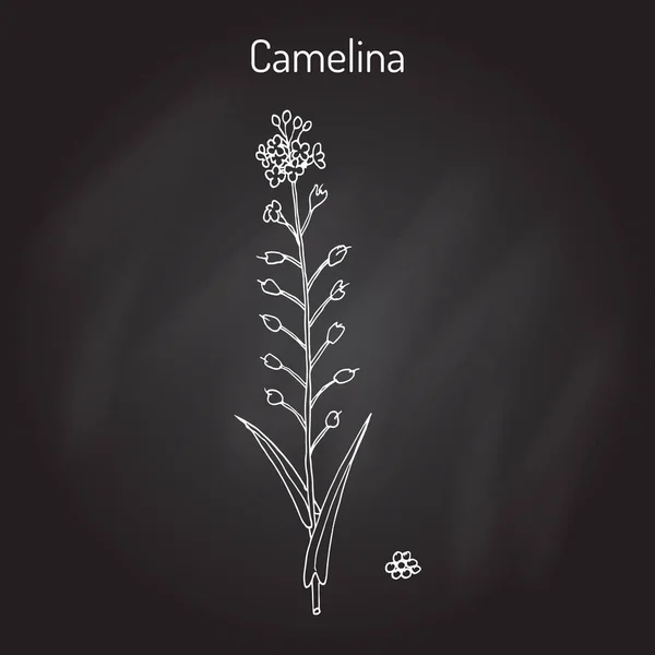 Camelina sativa u oro de placer, o lino falso, planta oleaginosa — Vector de stock