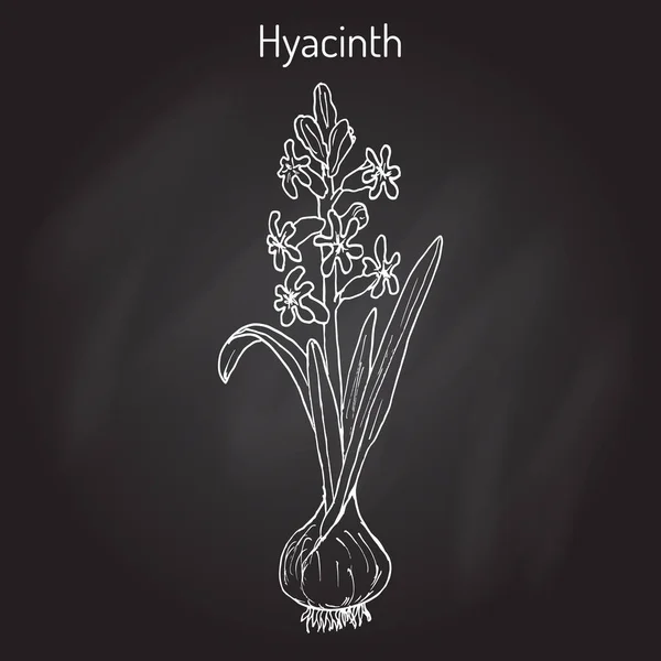 Hyacinth Hyacinthus orientalis, planta com flor . — Vetor de Stock