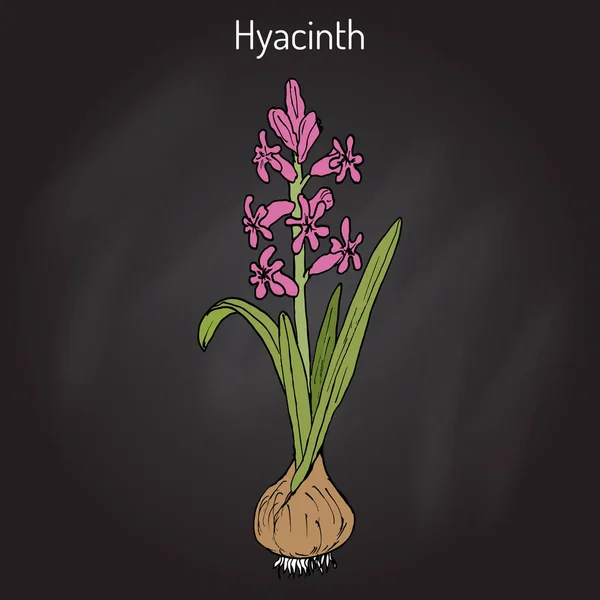 Hyacintu Hyacinthus orientalis, kvetoucí rostlina. — Stockový vektor